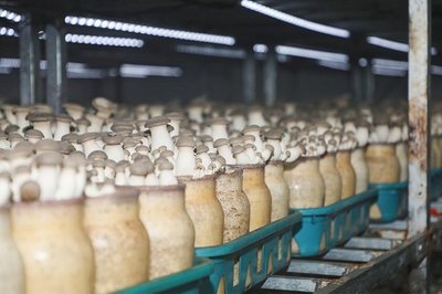 學有所獲、學有所用!"鄉村振興·網信助農"助力網信新農人活動第一期·西海岸新區專場圓滿收官