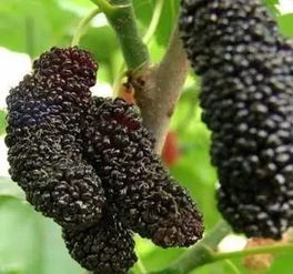 端午小長(zhǎng)假怎么玩,怎么避堵 青島最全過(guò)節(jié)攻略在此