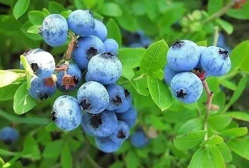 藍(lán)莓酒文化之傳說篇