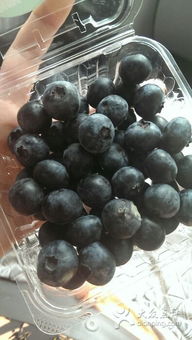 紫斐藍(lán)莓酒 青島體驗(yàn)館